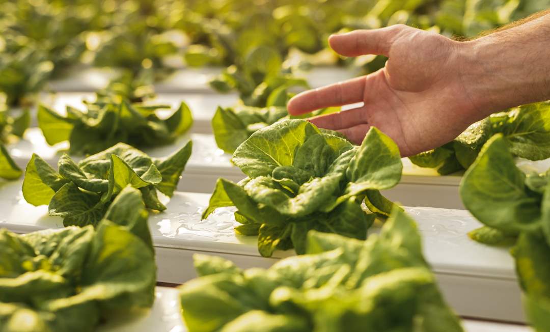 display unit, a person touching vegetable leaves